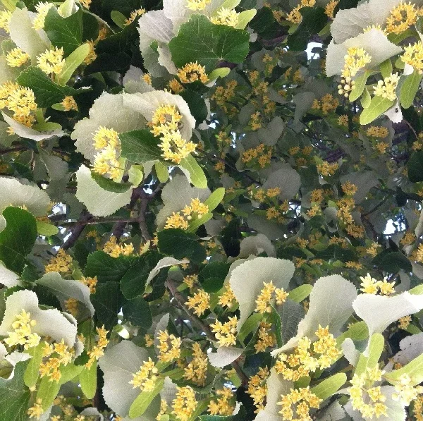 agence digitale digitz lyon - extrasynthese - prestashop