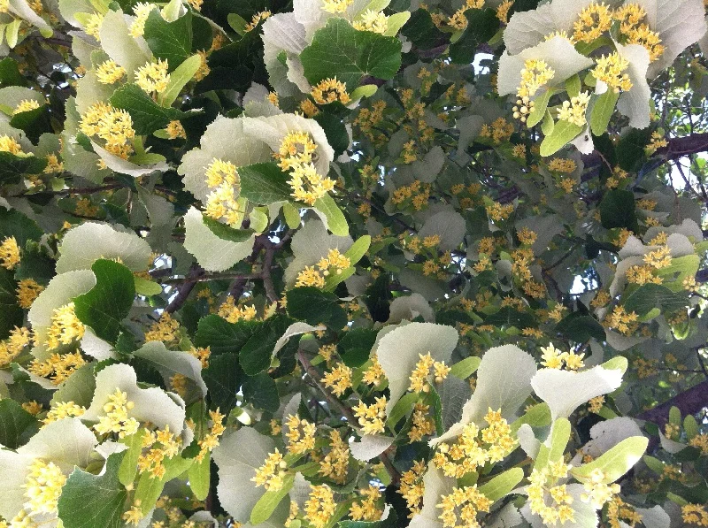 agence digitale digitz lyon - extrasynthese - prestashop